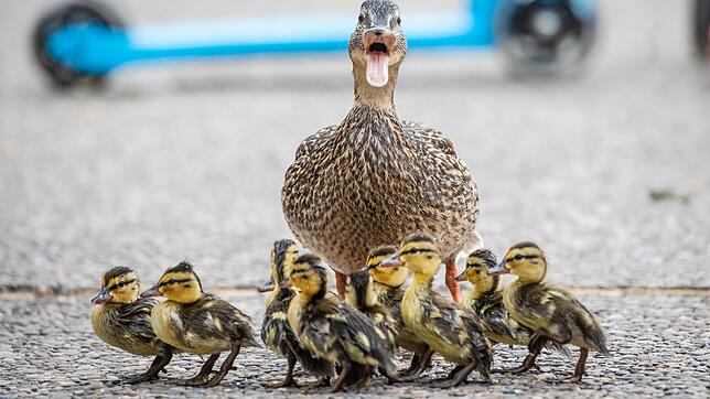 Die Brutzeit bei einigen Enten beginnt etwa Mitte März, die Küken schlüpfen dann im April oder Mai. (Archivbild)