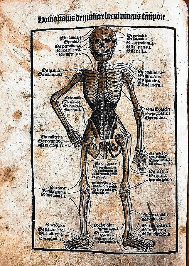 Holzschnitt aus Johannes Prüss‘ „Ortus Sanitatis“ von 1497 aus den Beständen der Leopold-Sophien-Bibliothek.
