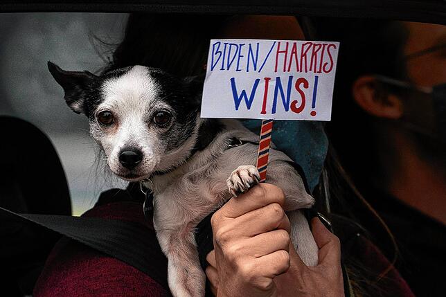 Eine Person hält ein Schild mit der Aufschrift “Biden/Harris Wins!„ und einen kleinen Hund.
