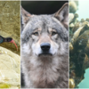 Von links nach rechts: Ein Waldrapp, ein Wolf und Quagga-Muscheln. Sie gehören wohl zu den spektakulärsten Tieren zwischen Bodensee und ...