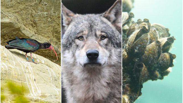Von links nach rechts: Ein Waldrapp, ein Wolf und Quagga-Muscheln. Sie gehören wohl zu den spektakulärsten Tieren zwischen Bodensee und ...
