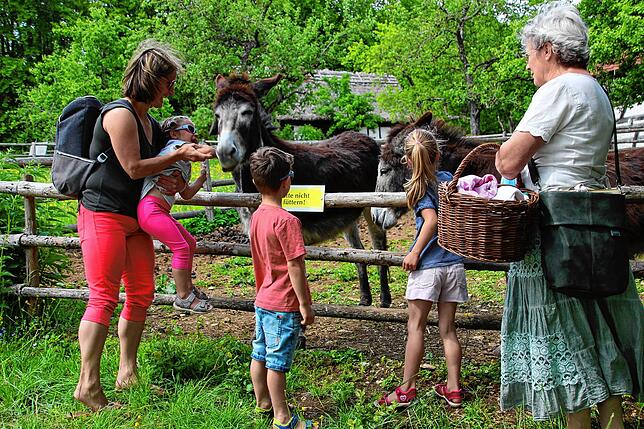 Viel Spaß hatten (von links) Diana Kurreck und ihre Kinder Anna, Johannes und Maria bei den Eseln Nora und Amora. Esel kommen auch in ...