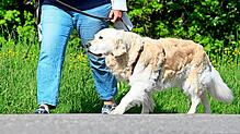 Bei den Wälderdogs sind alle Rassen und auch Mischlinge willkommen Das gute Verhältnis von Hund und Herr wird trainiert. Foto: Bernd ...