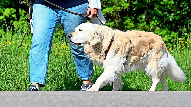 Bei den Wälderdogs sind alle Rassen und auch Mischlinge willkommen Das gute Verhältnis von Hund und Herr wird trainiert. Foto: Bernd ...