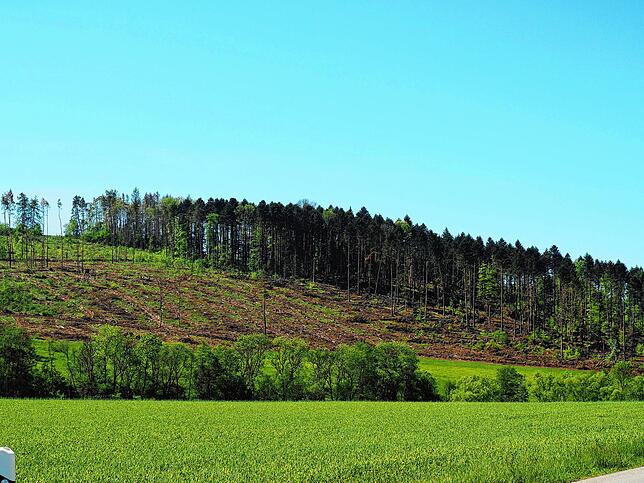 Aufgearbeitete Kahlfläche bei Ühlingen-Birkendorf.
