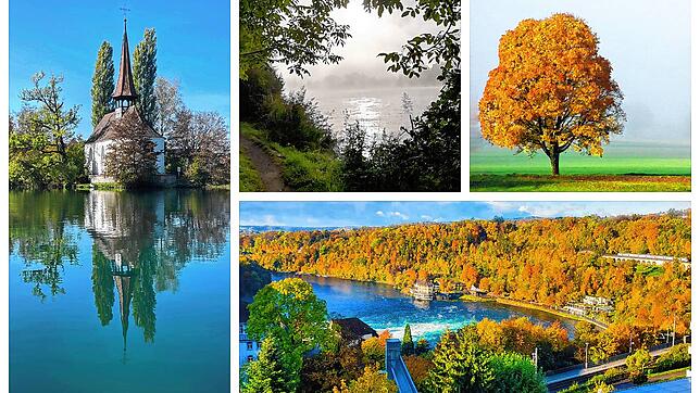 So schön ist der Herbst 2023: Die Klosterinsel Rheinau vom Wasser aus gesehen, der Laufen bei Kadelburg, ein herbstlicher Baum bei ...