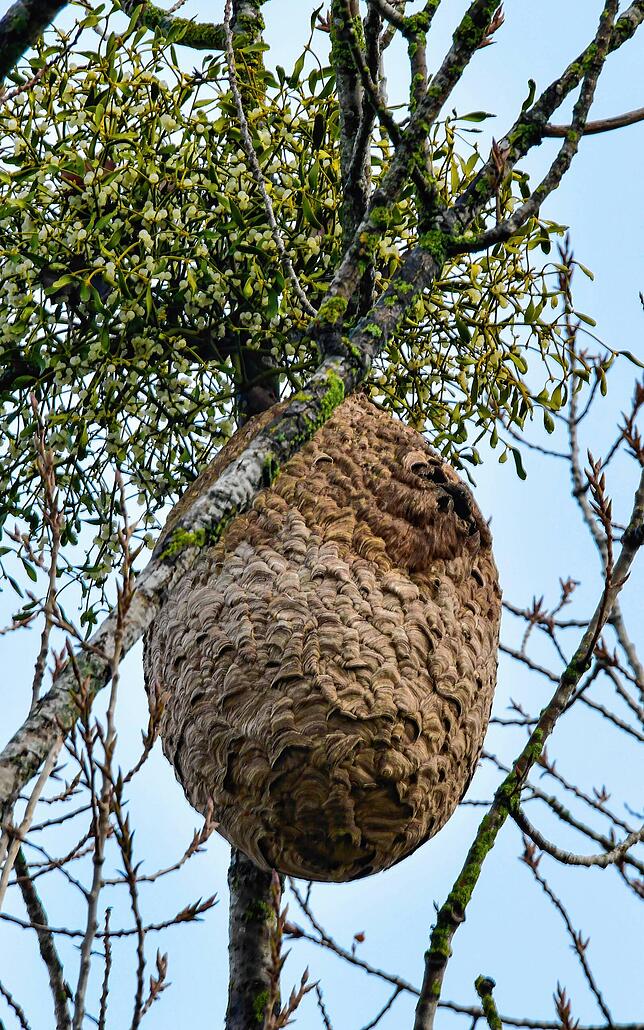 Die Sekundärnester der Asiatischen Hornisse befinden sich zumeist hoch oben in Laubbäumen und können laut dem Deutschen Bienenjournal ...