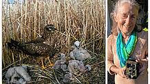 Die Radolfzellerin Brigitte Berger-Geiger hat ein Herz für die Wiesenweihe.