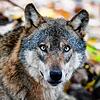 War es ein Wolf? In Bernau gibt es innerhalb von 14 Tagen nun schon den fünften Wolfsverdacht.