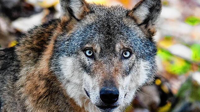 War es ein Wolf? In Bernau gibt es innerhalb von 14 Tagen nun schon den fünften Wolfsverdacht.