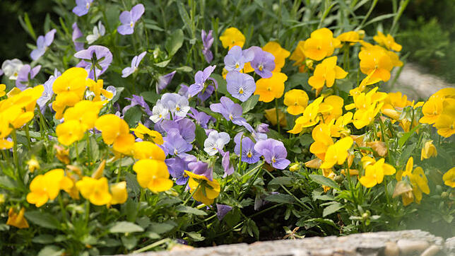 Es grünt und blüht – spätestens an Ostern beginnt für die meisten die Garten-Saison.