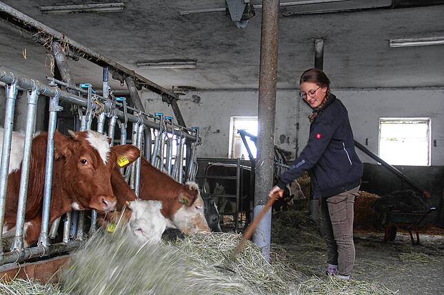 Stallarbeit. 50 Kühe stehen zur Mast im Stall von Hof Burnau.