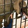 Gesundheitsvorsorge: Die Elefanten im Basler Zoo werden täglich trainiert. Die Bilder entstanden im März 2019.