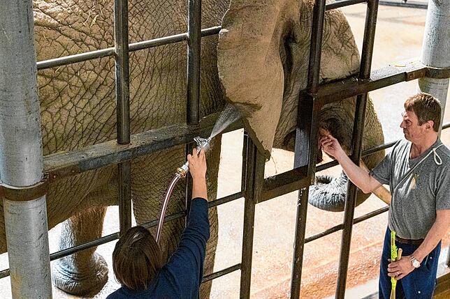 Gesundheitsvorsorge: Die Elefanten im Basler Zoo werden täglich trainiert. Die Bilder entstanden im März 2019.