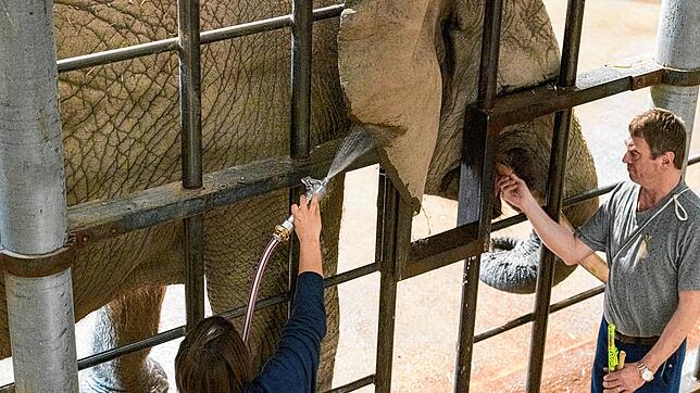 Gesundheitsvorsorge: Die Elefanten im Basler Zoo werden täglich trainiert. Die Bilder entstanden im März 2019.