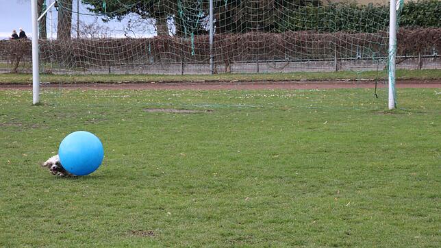 Bolonka Zwetna Snoopy pest seinem Treibball in atemberaubender Geschwindigkeit über den Seesportplatz hinterher.