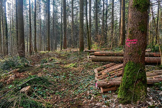Fahrweg: Um den weichen Waldboden zu schützen, sind Vollernter und Forwarder nur auf diesen Rückegassen unterwegs. Das Grün der ...