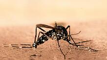 Asiatische Tigermücken sind schwarz-weiß gemustert.