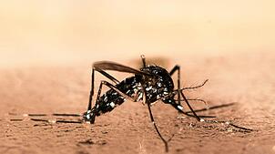 Asiatische Tigermücken sind schwarz-weiß gemustert.