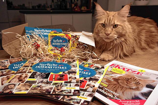 Soeben eingetroffen und ausgepackt: Ein Foto, das Maine-Coon-Kater Elliot zeigt, hat es auf ein Panini-Sammelbild und auf die Titelseite ...