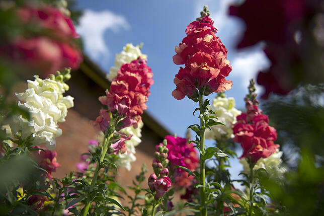 Löwenmäulchen sehen hübsch aus und lassen sich auch auf dem Balkon anpflanzen. Im Blumenbeet ebenfalls zu empfehlen: Lavendel, Lupine, ...