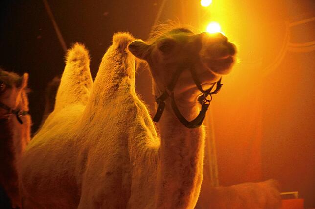 Bild 21: Zirkus Rudolf Renz begeistert in Tengen