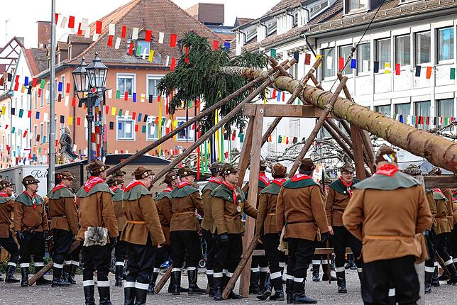 Da liegt er noch in der Waagerechte: Die Holzhauer beim Narrenbaumstellen.