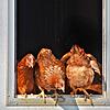 Rassegeflügel-Züchter sind zuversichtlich. Foto: Pixabay