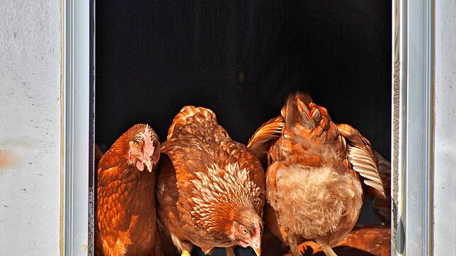 Rassegeflügel-Züchter sind zuversichtlich. Foto: Pixabay