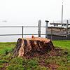 Der verbliebene Stumpf einer Trauerweide am Mantelkopf: Der Baum wurde wegen Pilzbefalls Ende Februar gefällt.