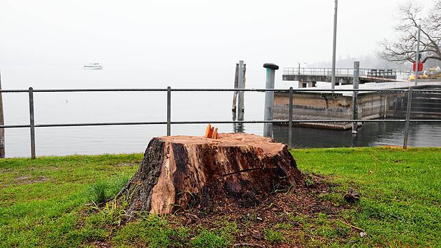 Der verbliebene Stumpf einer Trauerweide am Mantelkopf: Der Baum wurde wegen Pilzbefalls Ende Februar gefällt.