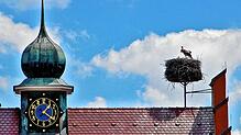 Auf dem Dach des ehemaligen Rathauses in Allmendshofen haben vermutlich zwei von drei Jungstörchen den Dauerregen überlebt. Immer wieder ...