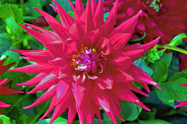 Bild 7: Sag´s durch die Blume: Das Quiz zur Landesgartenschau