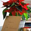 Diesen Blumentopf mit Weihnachtsstern gab es als Dankeschön fürs Anstehen.