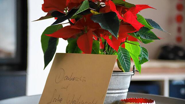 Diesen Blumentopf mit Weihnachtsstern gab es als Dankeschön fürs Anstehen.