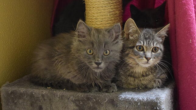 Diese zwei jungen Katzen warten darauf, ein neues Zuhause zu finden.