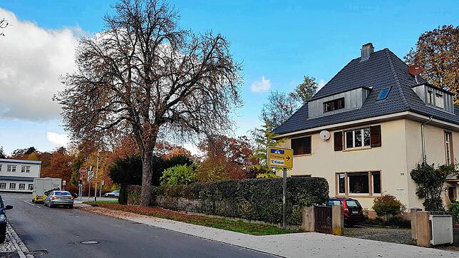 Von diesem Baum an der Ampel Kreuzung Waldstraße und Richthofenstraße regneten Ende Oktober Kastanien auf das Auto von Heinz Widmann.