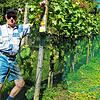 Kuno Bühler hält die Tradition des Weinbaus im Kapellenberg aufrecht.