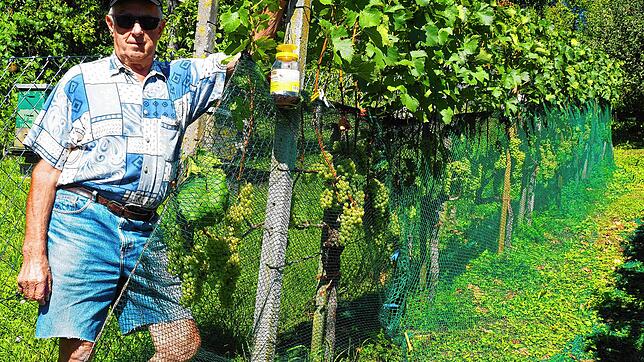 Kuno Bühler hält die Tradition des Weinbaus im Kapellenberg aufrecht.