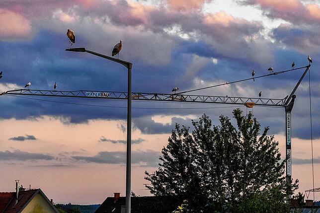 Der Baukran und die vielen Straßenlaternen bieten genügend Platz für alle Störche in Marbach.