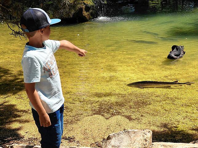 Im klaren Wasser der Weiher an der Lochmühle schwimmen große Fische wie hier ein Stör. Ein echter Hingucker.