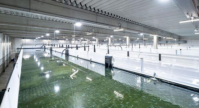 In 16&nbsp;solcher Becken werden die Shrimps aufgezogen.
