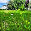 Die Mirabellenwiese neben dem ehemaligen Radolfzeller Krankenhaus soll bebaut werden. Der Bebauungsplan hat nun grünes Licht aus dem ...