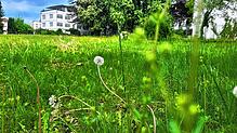 Die Mirabellenwiese neben dem ehemaligen Radolfzeller Krankenhaus soll bebaut werden. Der Bebauungsplan hat nun grünes Licht aus dem ...