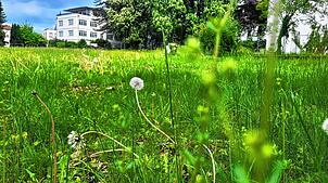 Die Mirabellenwiese neben dem ehemaligen Radolfzeller Krankenhaus soll bebaut werden. Der Bebauungsplan hat nun grünes Licht aus dem ...