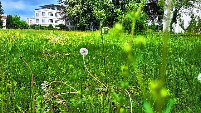 Die Mirabellenwiese neben dem ehemaligen Radolfzeller Krankenhaus soll bebaut werden. Der Bebauungsplan hat nun grünes Licht aus dem ...