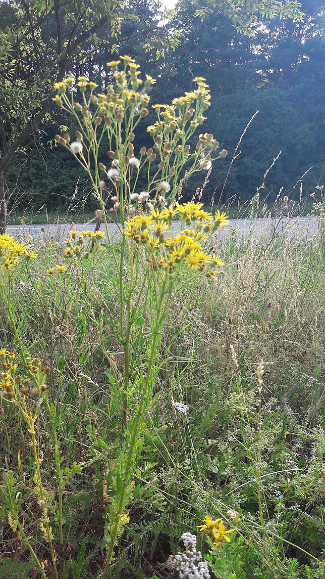 Merkmale des Jakobskreuzkrauts (oder Jakobsgreiskraut):Blüten: Die gelben Blütenköpfe des Korbblütlers haben wenige – häufig 13 ...