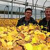 Ein ganzes Gewächshaus voller junger Trüffelbäume. In Bodman werden die Pflanzen für Privatkunden wie auch Landwirte produziert. Ulrich ...