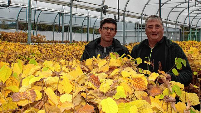 Ein ganzes Gewächshaus voller junger Trüffelbäume. In Bodman werden die Pflanzen für Privatkunden wie auch Landwirte produziert. Ulrich ...