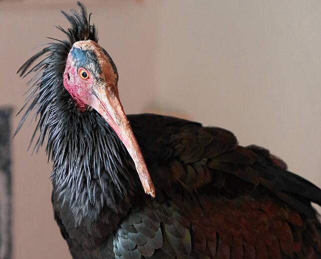 Das Weibchen Montalcino. Das Bild entstand im Herbst 2020 in Überlingen. Für die Vögel stellt der Klimawandel eine Herausforderung dar. ...